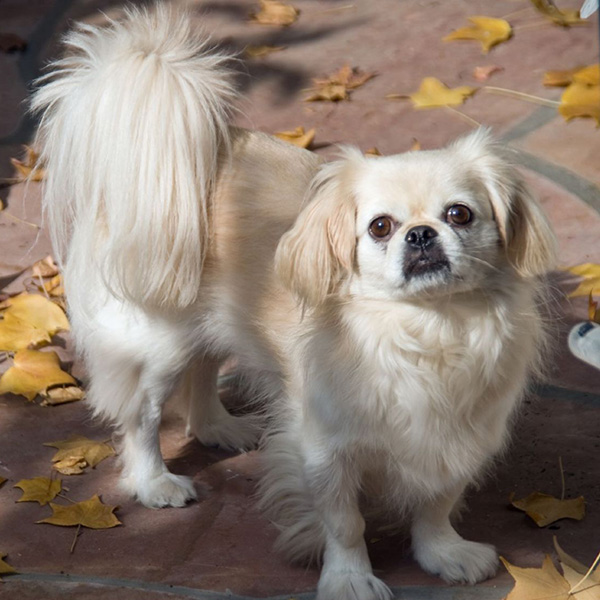 Dog Breeds Beginning with P Pet Paw