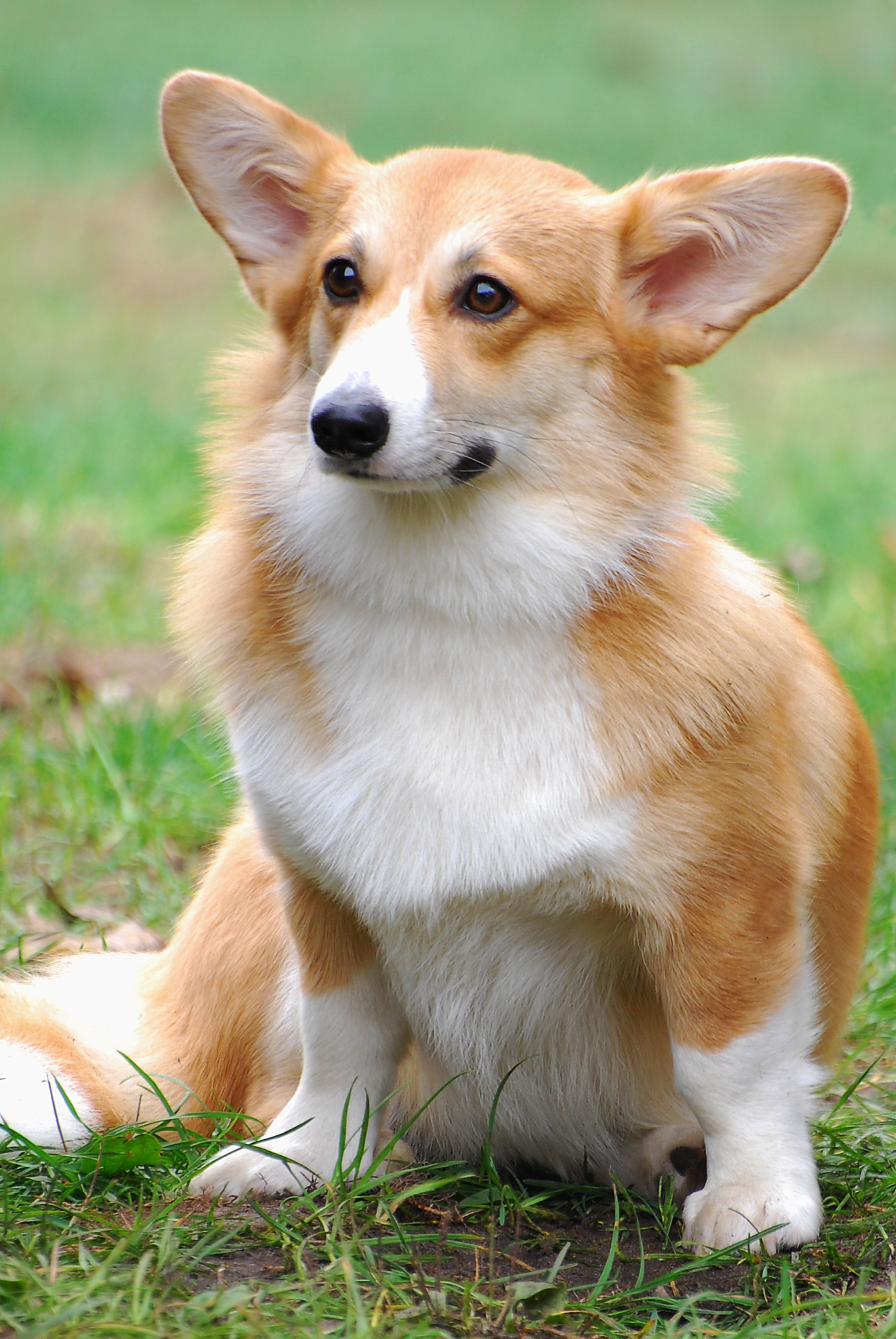 corgi