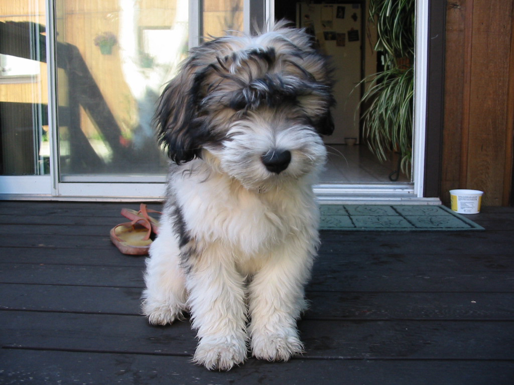 polish lowland sheepdog adoption