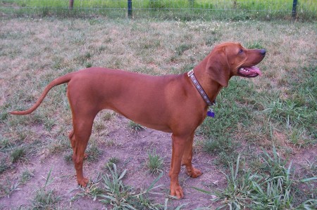 redbone coonhound stuffed animal