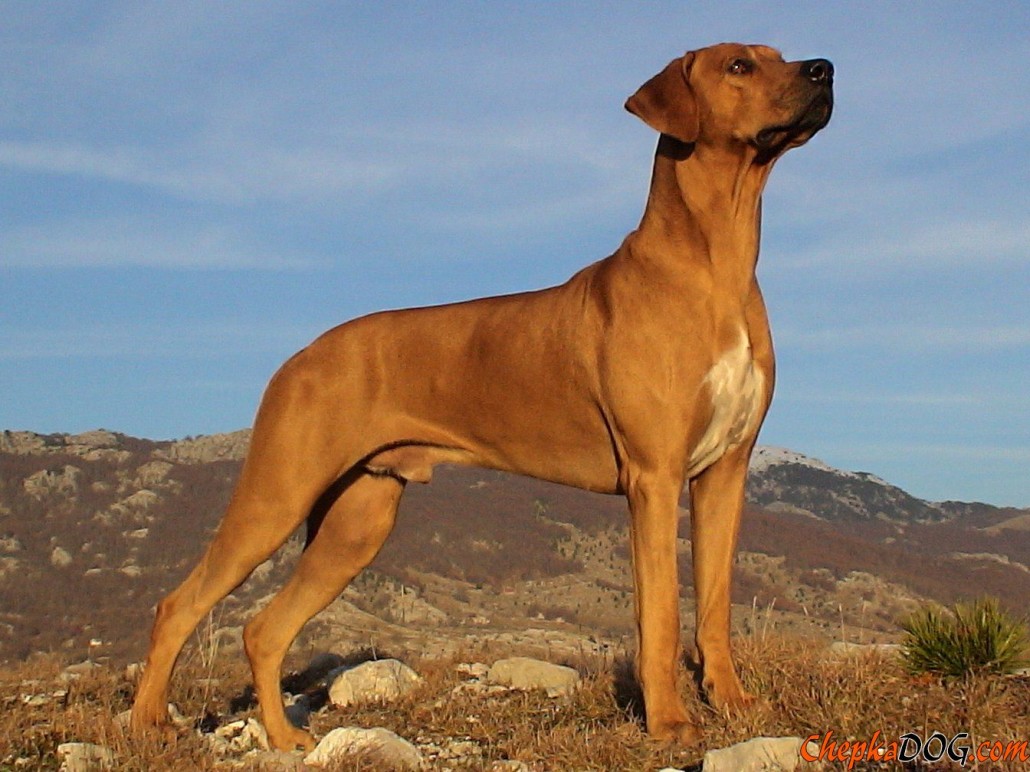 rotation ridgeback dog