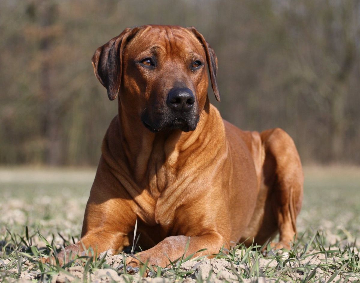 rhodesian ridgeback rottweiler