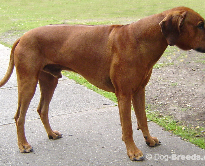 Rhodesian Ridgeback Breed Guide - Learn about the Rhodesian Ridgeback.