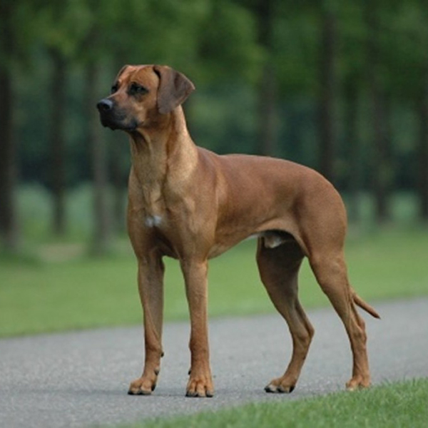 artesian ridgeback