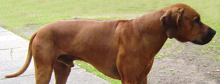 artesian ridgeback