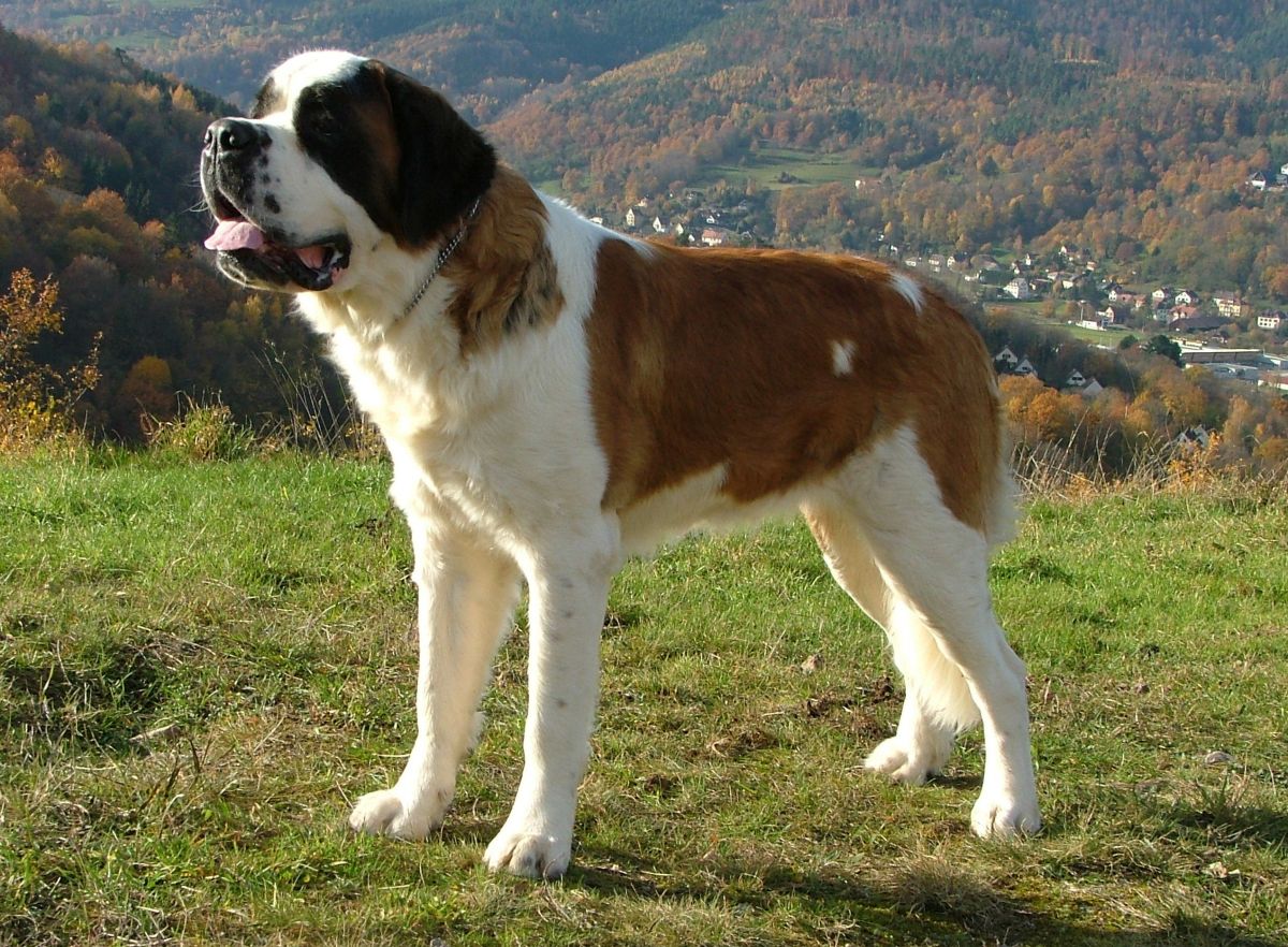 Saint Bernard Breed Guide Learn About The Saint Bernard