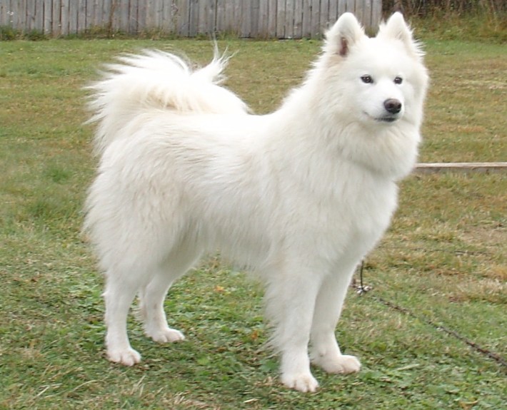 Simple Samoyed Samoyed Breed Guide - Learn about the Samoyed.
