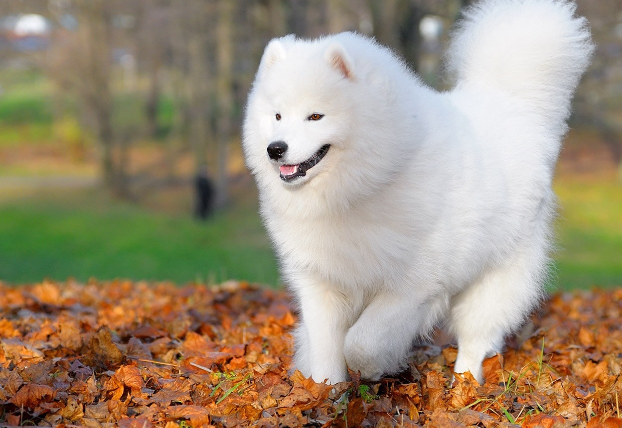 samoyed