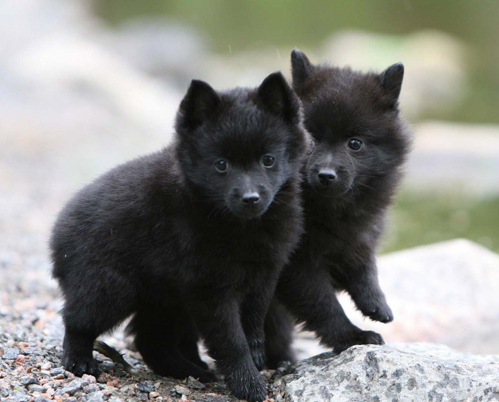 is a schipperke the right dog for you