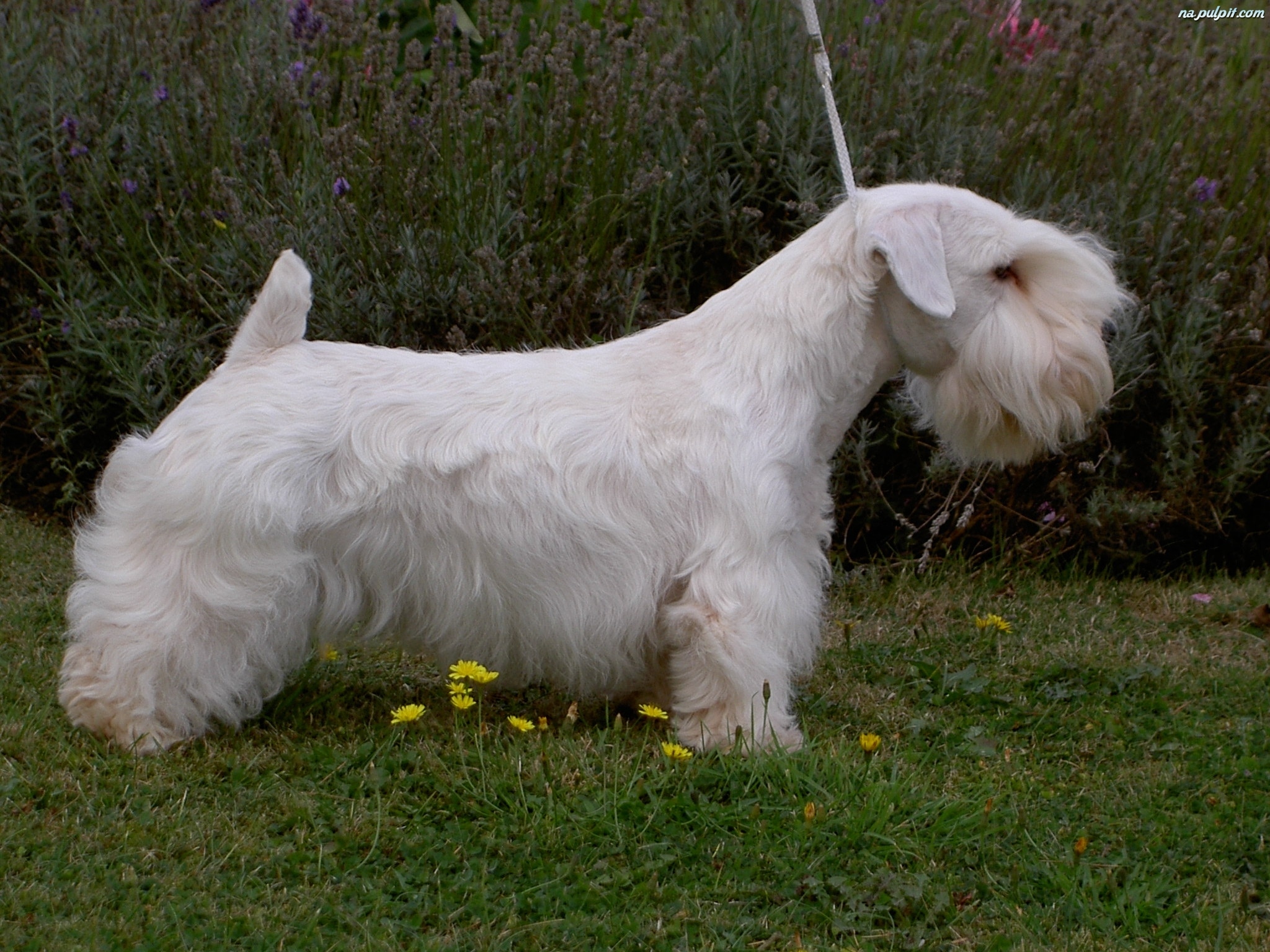 Sealyham Terrier Breed Guide Learn about the Sealyham Terrier