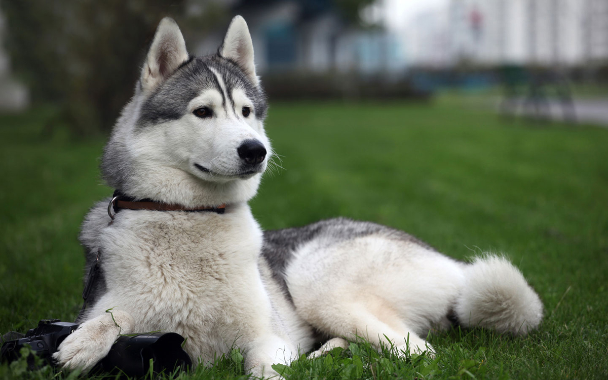 5 Best Dog Shampoo (Buying Guide) best dog shampoo 5 Best Dog Shampoo (Buying Guide) best dog shampoo