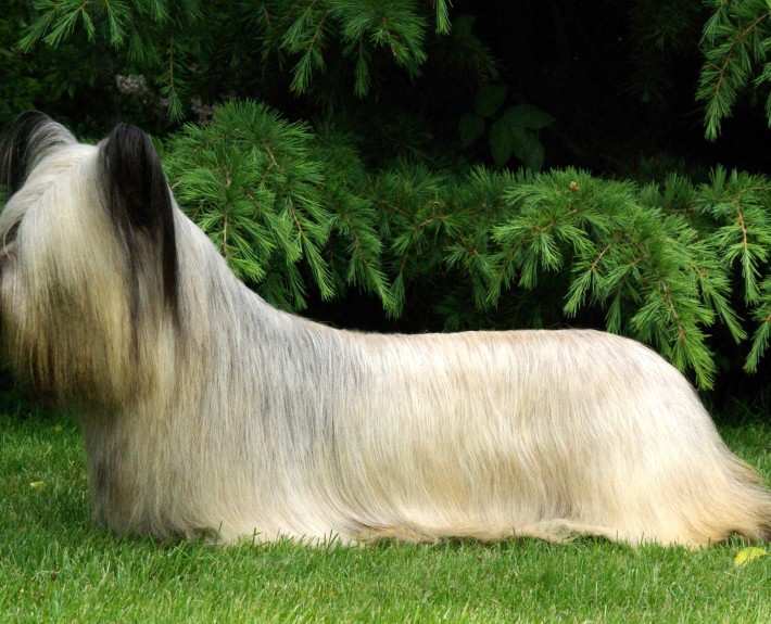 Skye Terrier Breed Guide - Learn about the Skye Terrier.