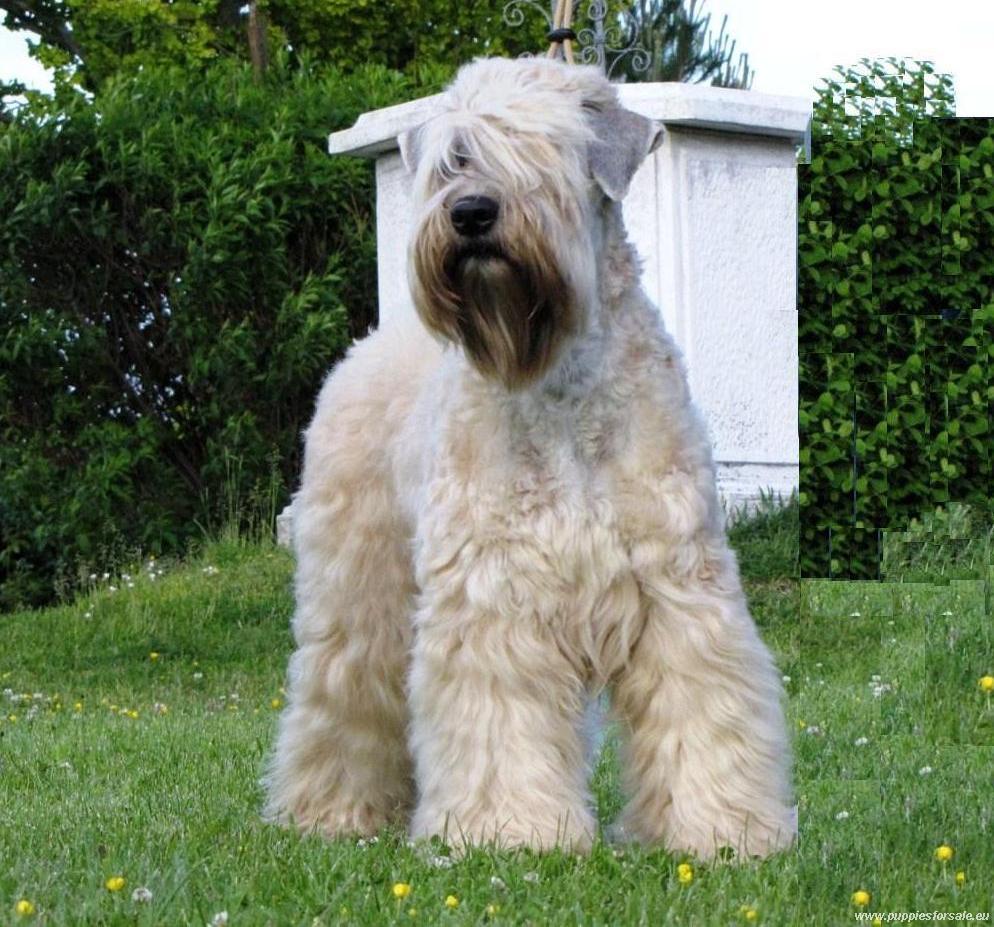 soft cotton wheaten terrier