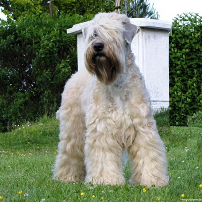 terrier wheaten soft coated irish dog terriers wheaton nice wallpaper breed breeds dogs razas softcoated perros puppies shed cut beautiful