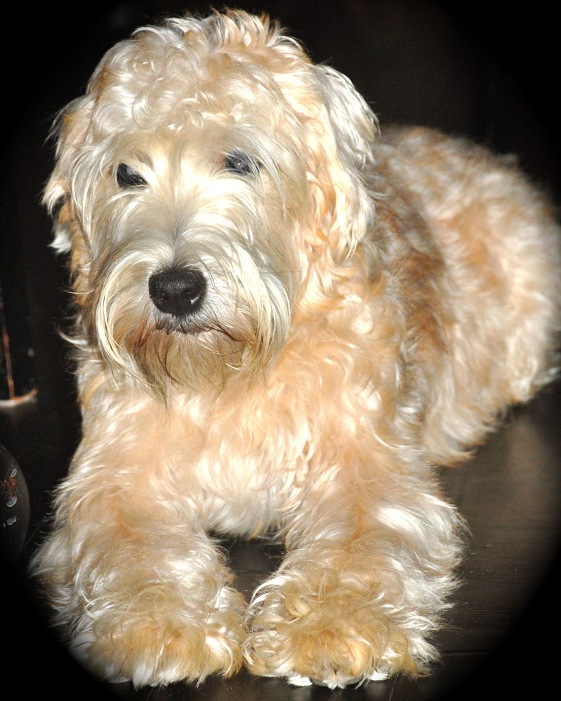 cotton wheaten terrier