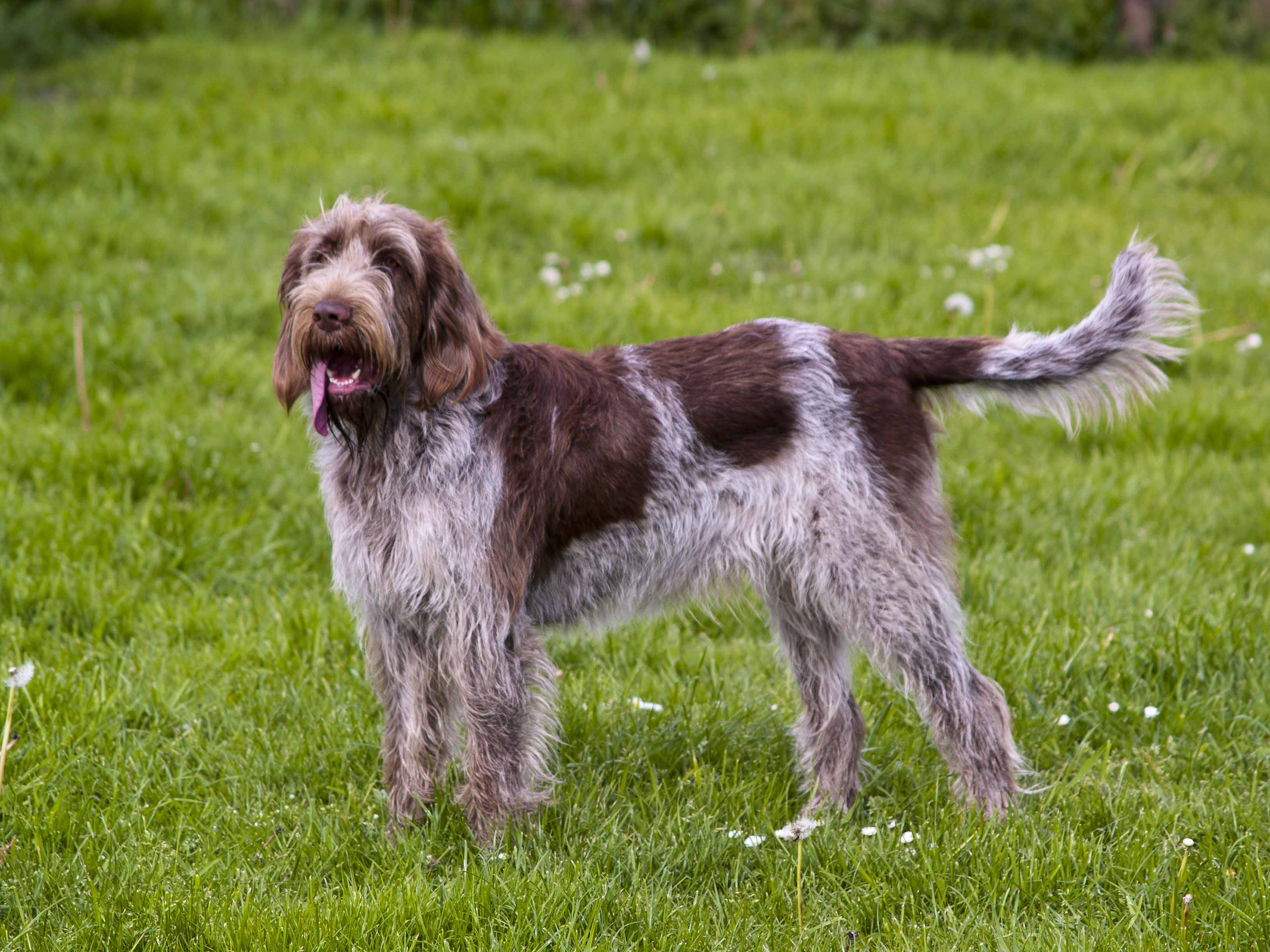 The Spinone Italiano: A Friendly and Loyal Dog Breed 5 Spinone Italiano Size