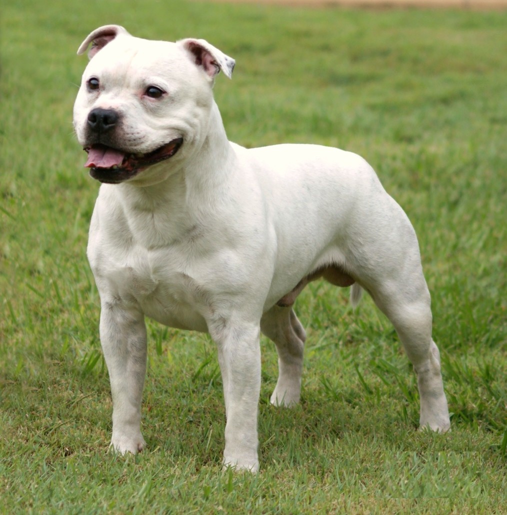 Staffordshire Bull Terrier Breed Guide Learn About The Staffordshire 