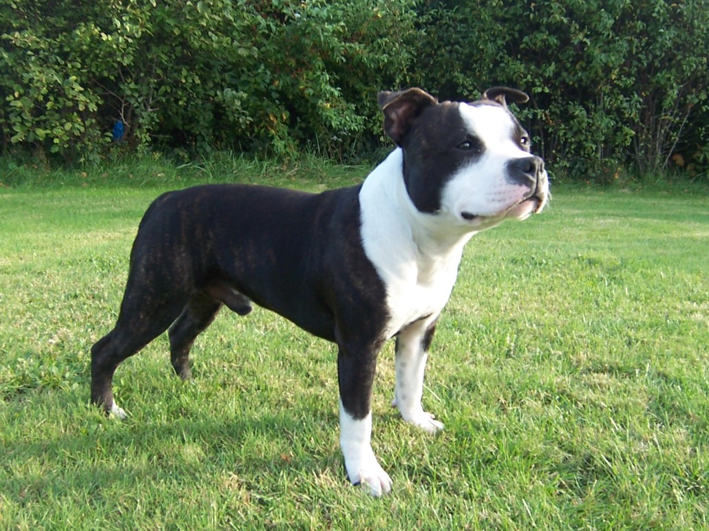 Staffordshire Bull Terrier Breed Guide Learn About The Staffordshire 