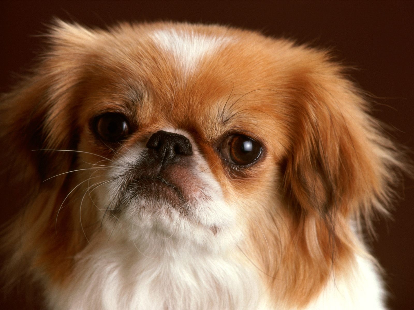 are tibetan spaniel aggressive