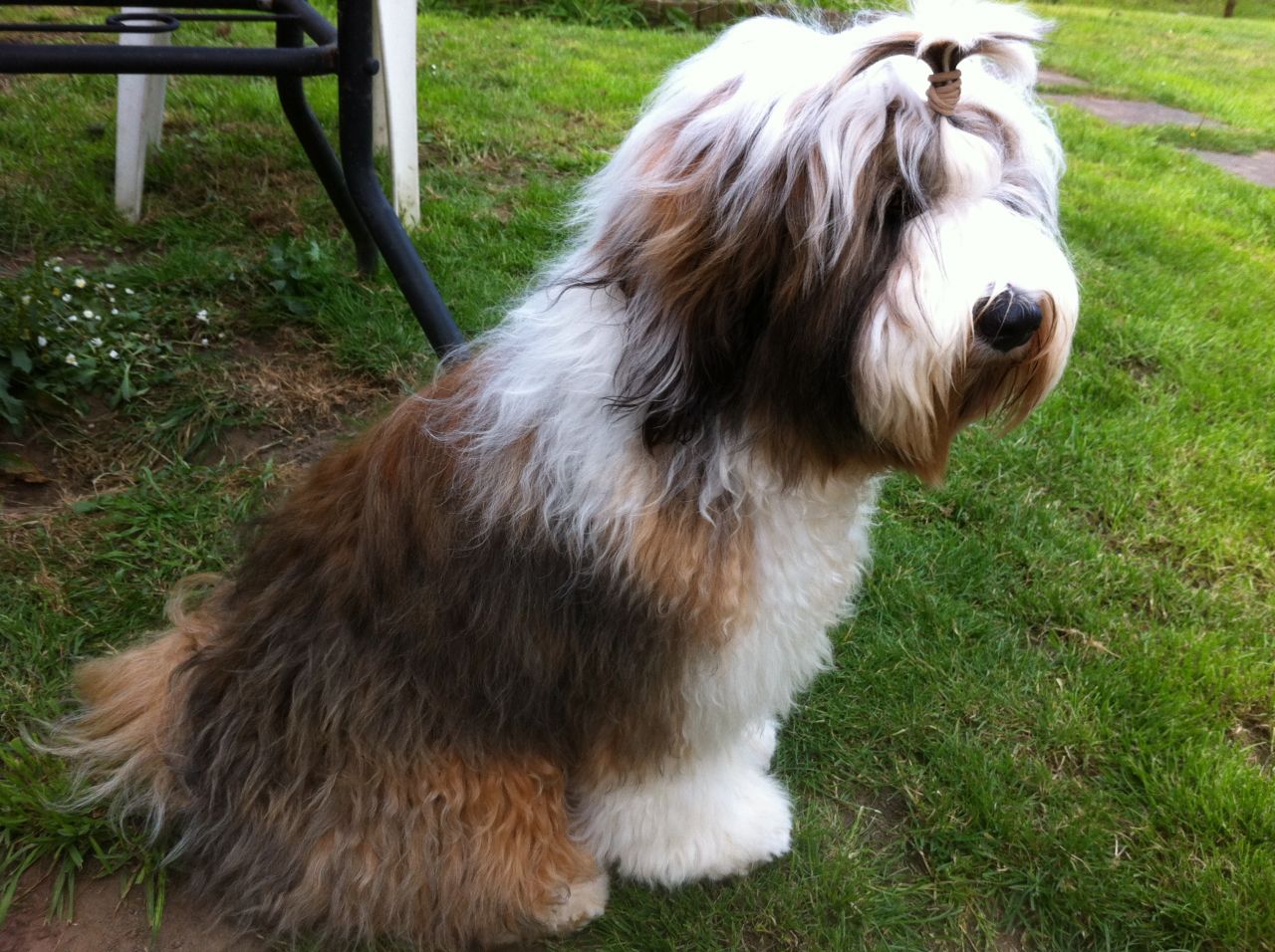 Tibetan terrier best sale rspca
