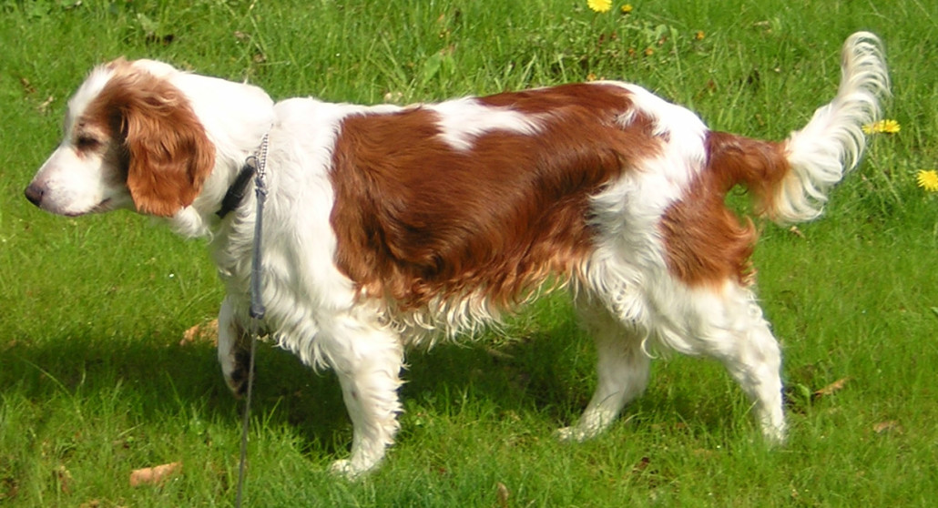 Welsh Springer Spaniel Breed Guide - Learn about the Welsh Springer ...