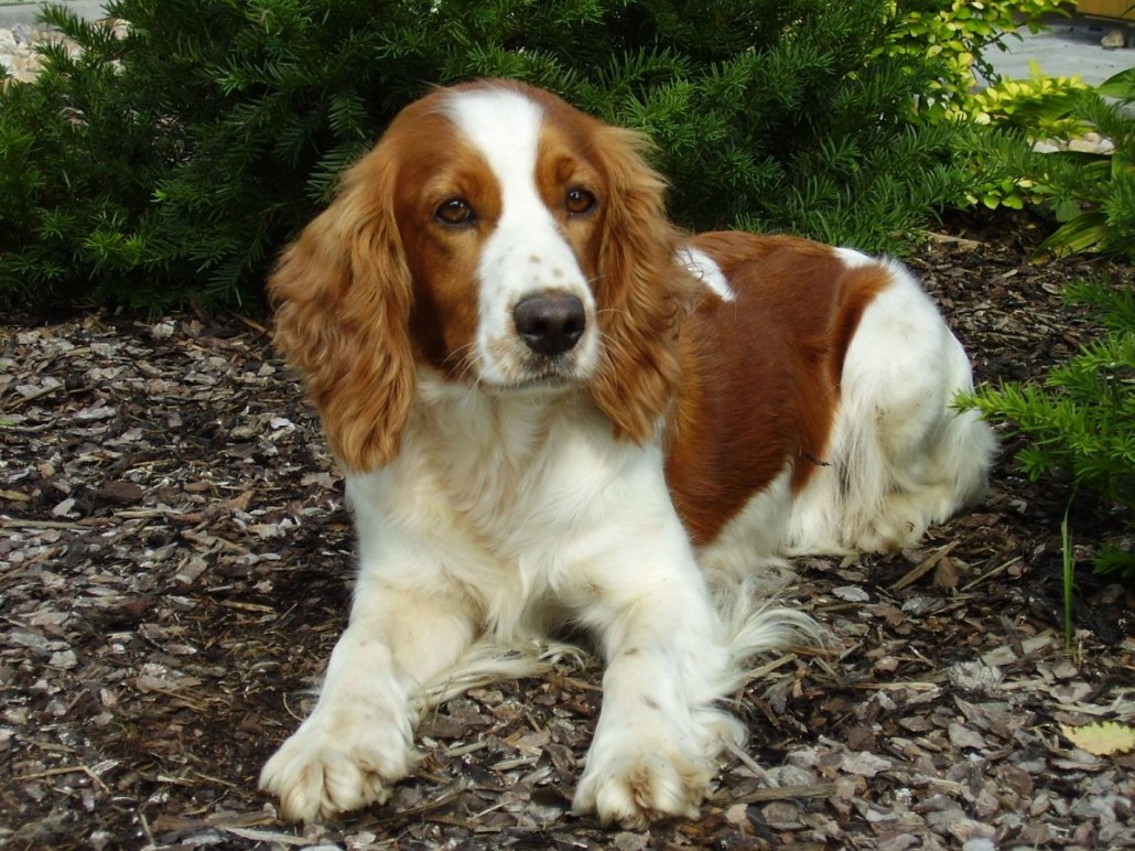 welsh-springer-spaniel-breed-guide-learn-about-the-welsh-springer-spaniel