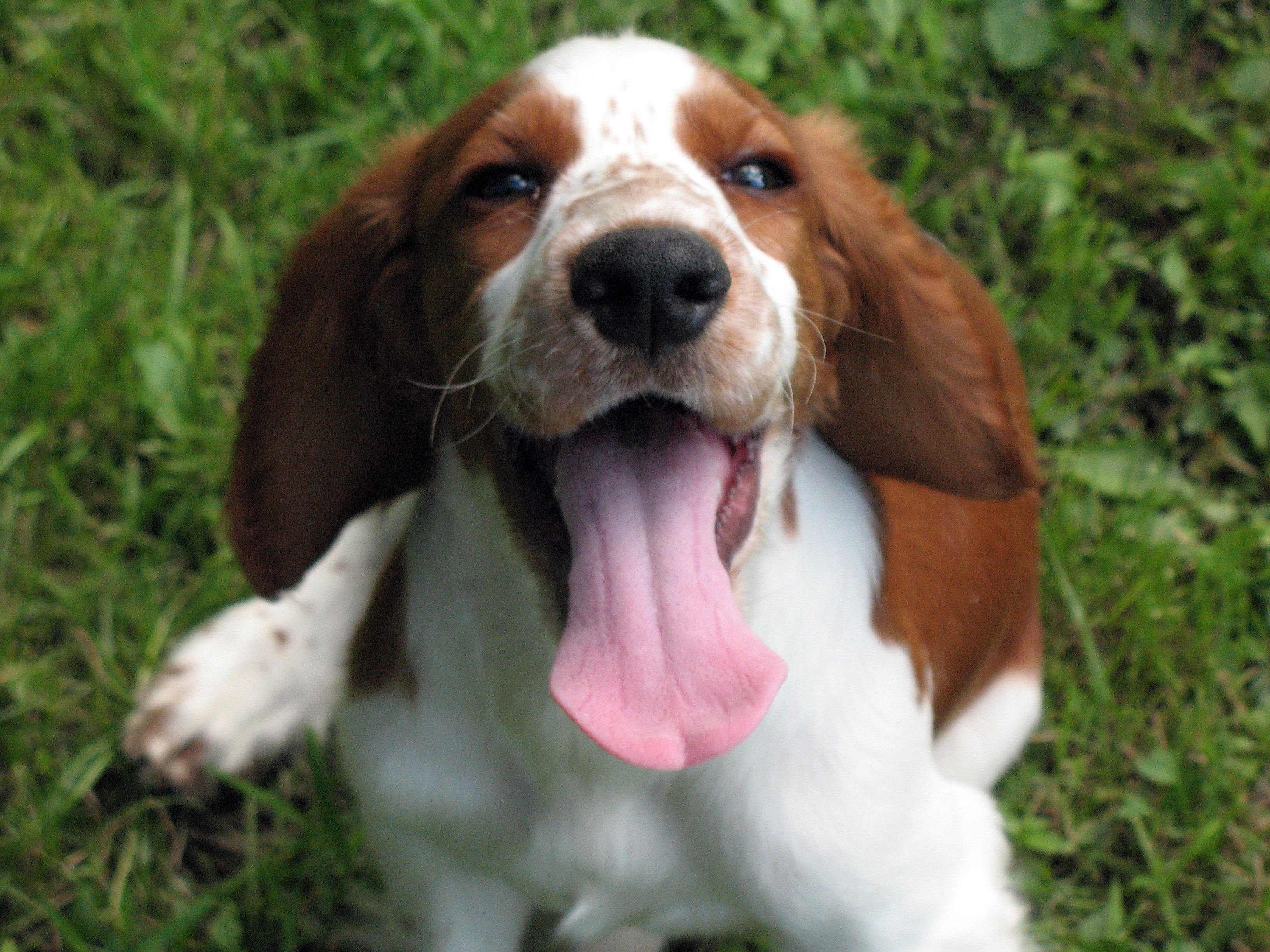 Welsh Springer Spaniel Breed Guide Learn About The Welsh Springer Spaniel