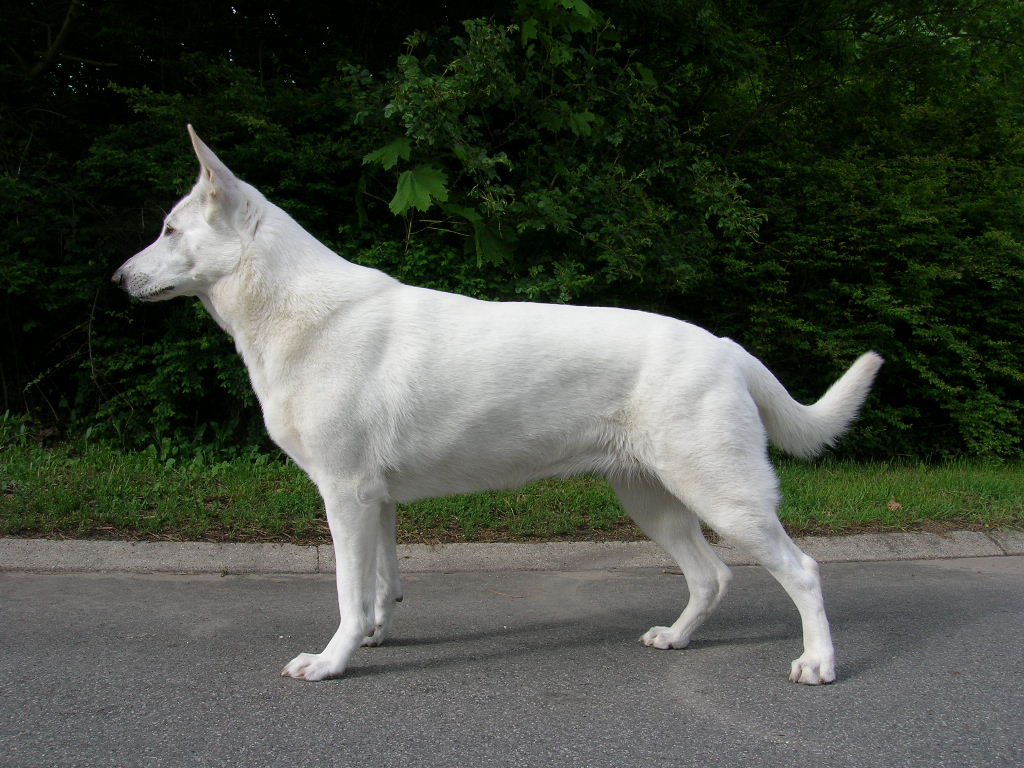 White Shepherd Dog Breed Guide - Learn about the White Shepherd Dog.
