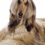 Afghan Hound sitting down