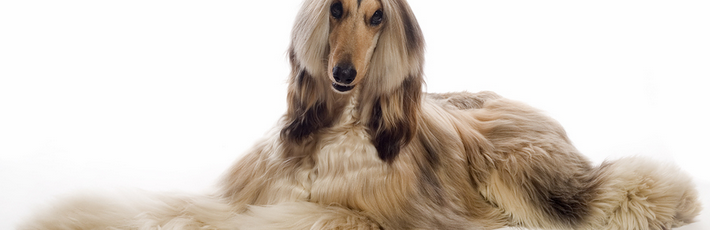 Afghan Hound sitting down