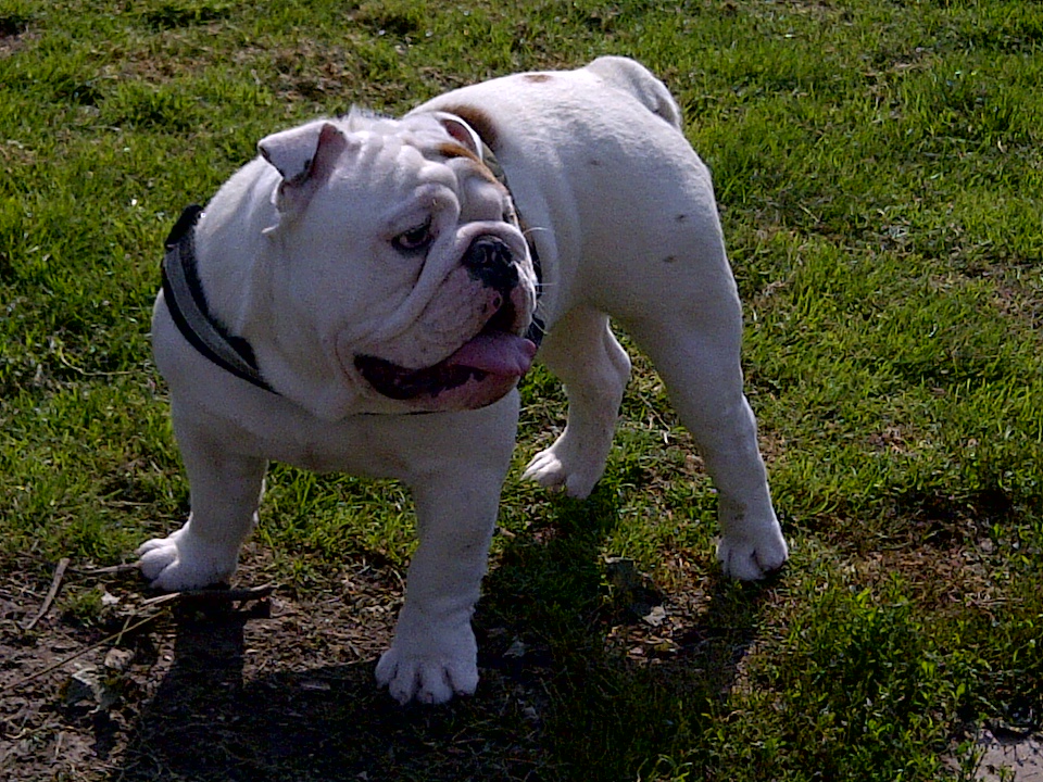 White English Bulldog Breed Guide Learn about the White