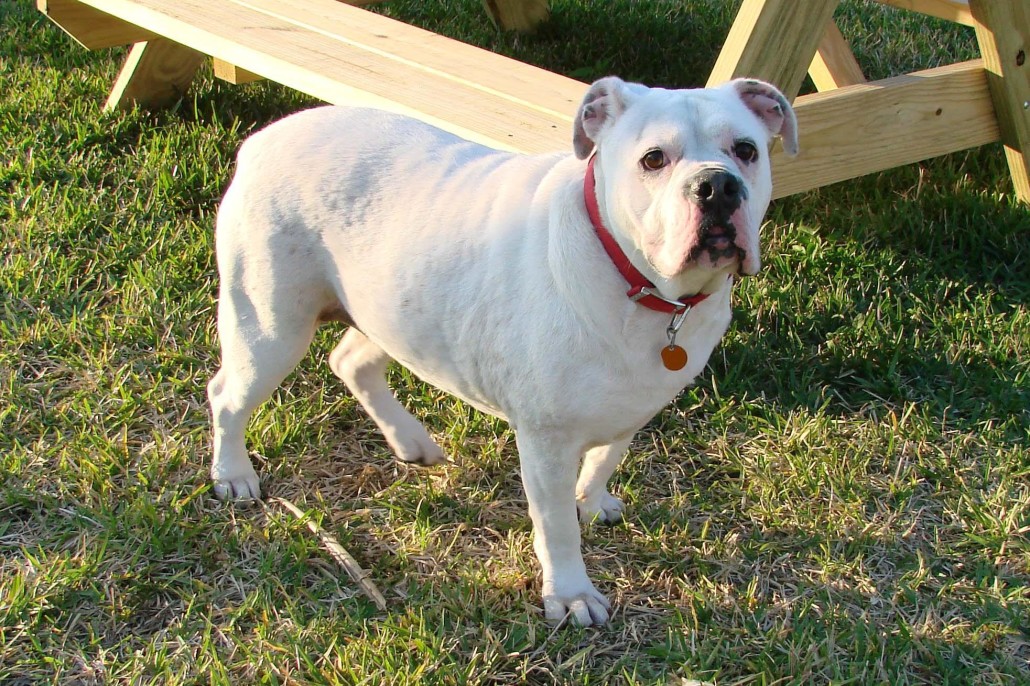 White English Bulldog Breed Guide - Learn about the White 