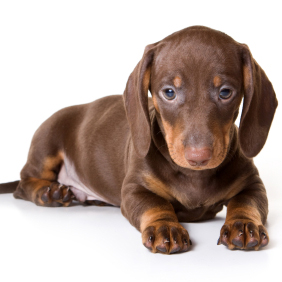 Dachshund Puppy