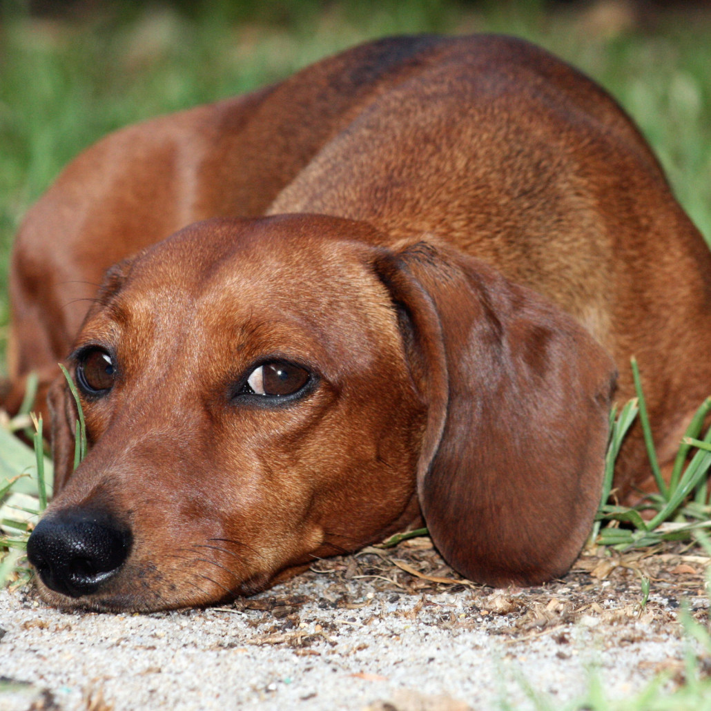 Dachshund Breed Guide Learn about the Dachshund.