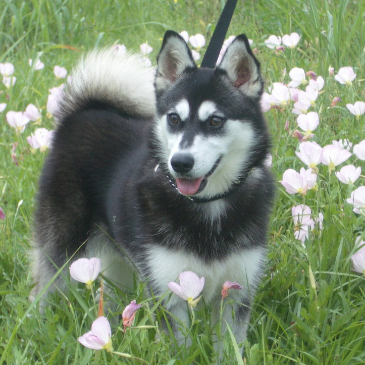 Alaskan Klee Kai