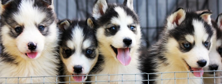 Why Klee Kai Puppies Are Amazing Companions - Miniature Huskies for Adoption