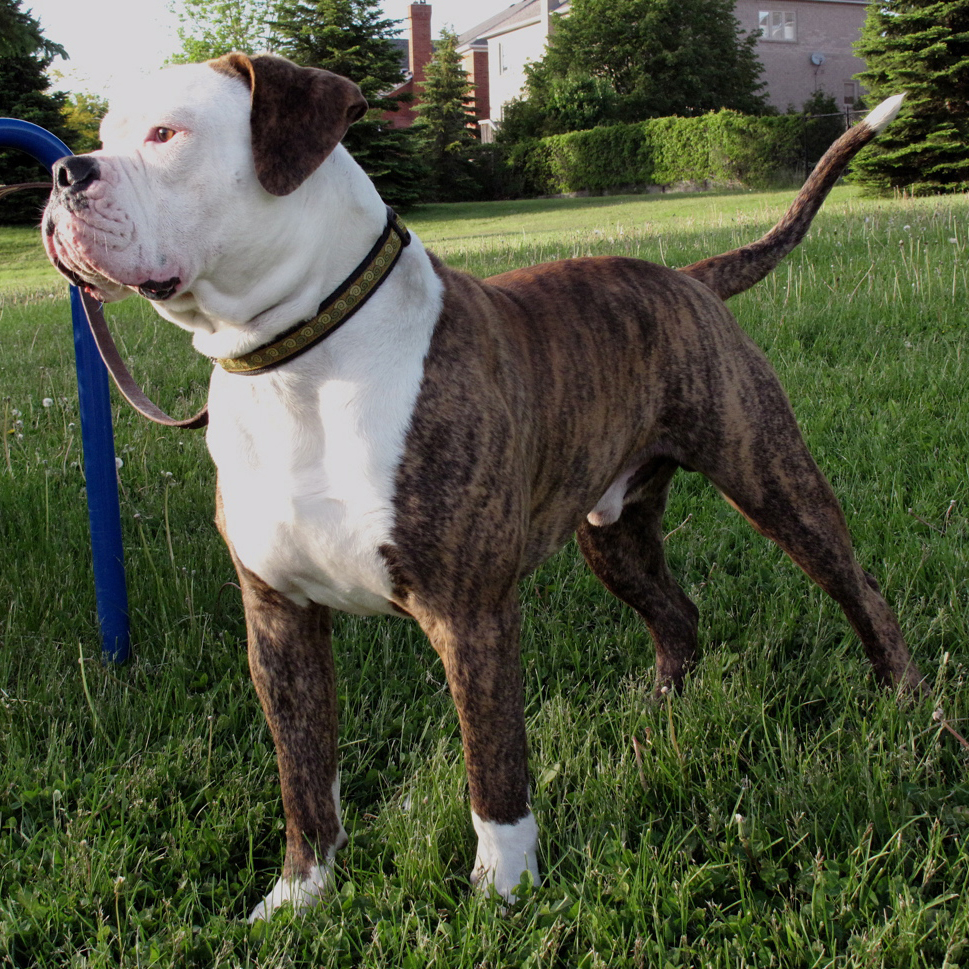 American Bulldog Breed Guide Learn about the American