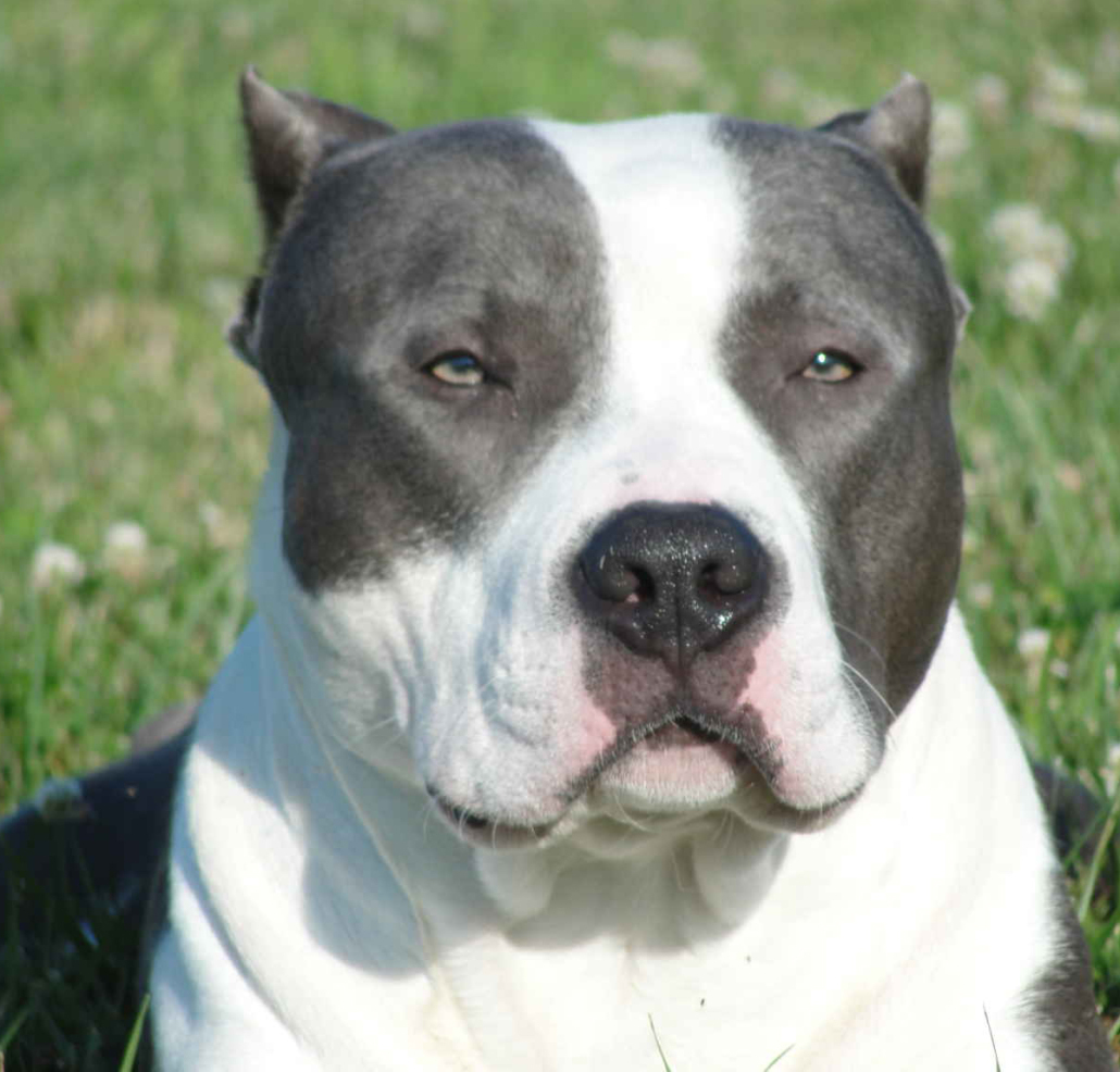 American Bully Breed Guide - Learn about the American Bully.