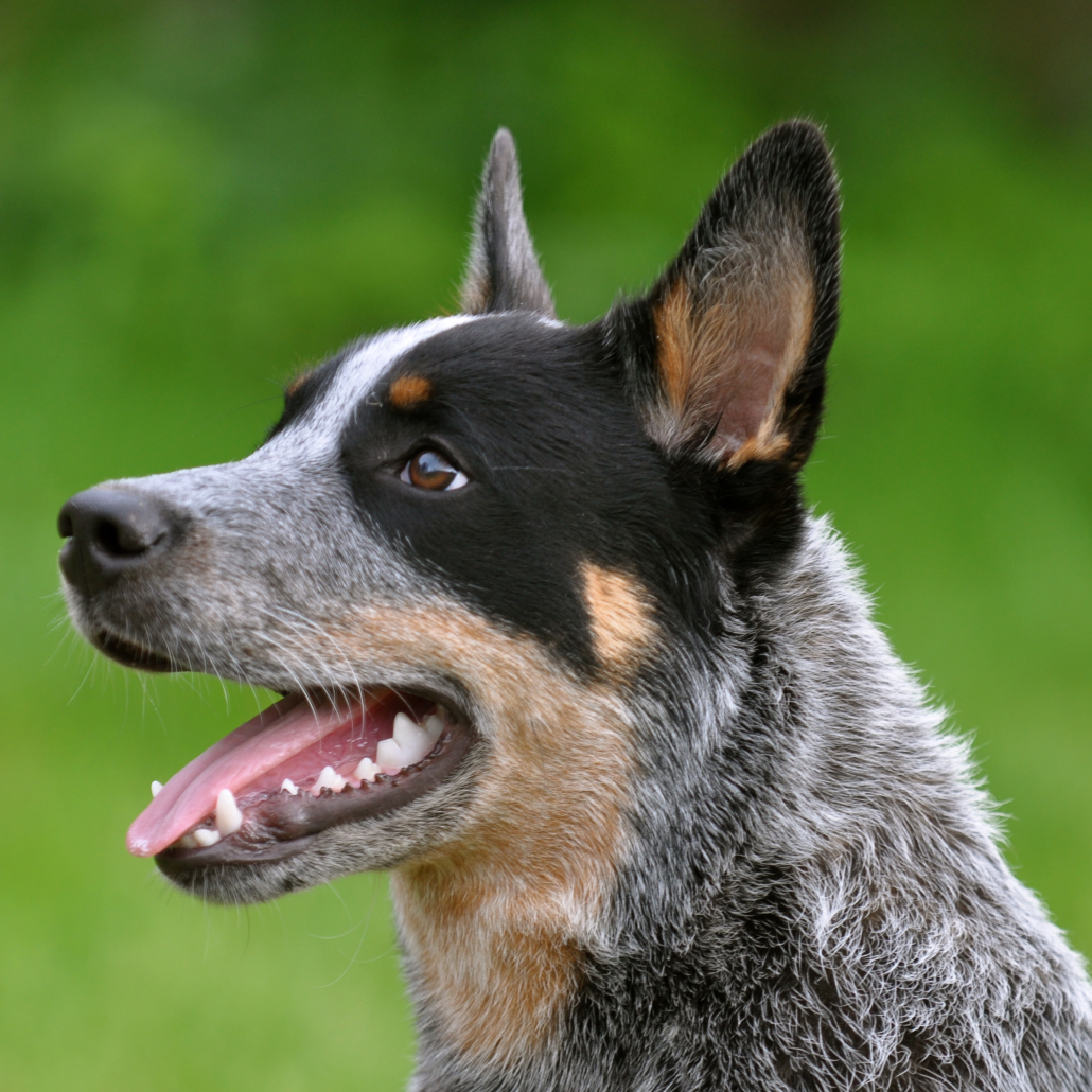 List 90+ Images what does an australian cattle dog look like Stunning