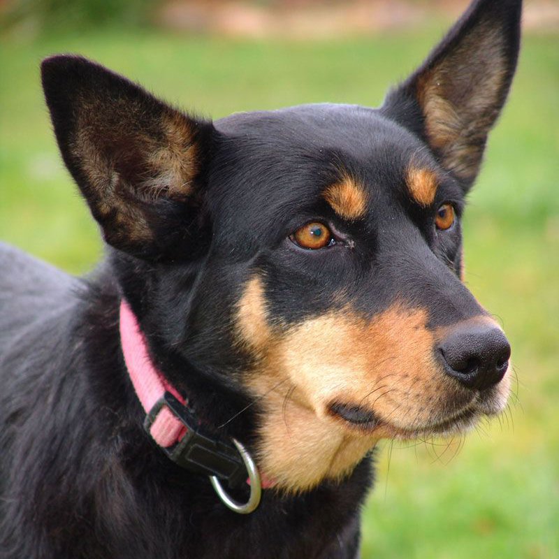 Australian Kelpie Breed Guide - Learn about the Australian Kelpie.