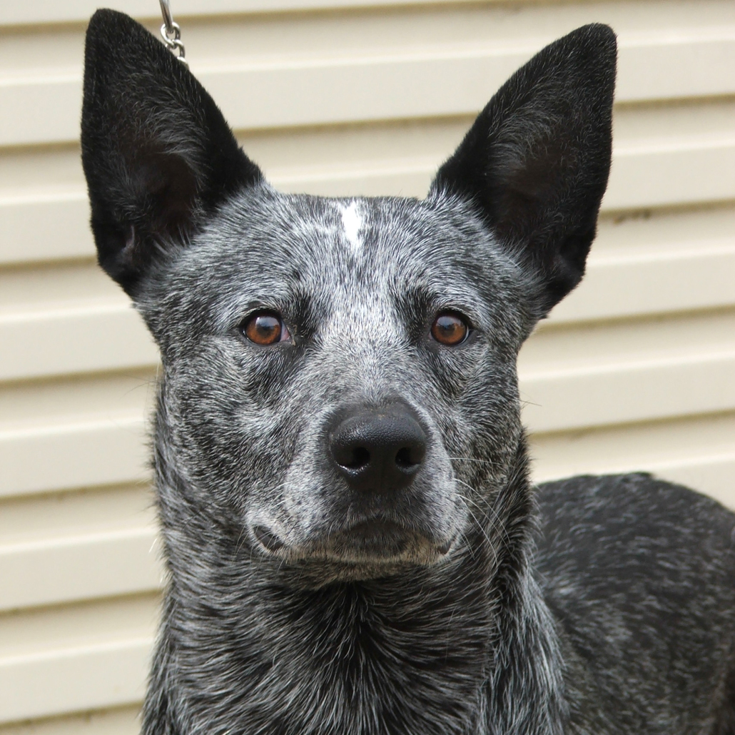 australian stumpy tail cattle dog is a mixed breed