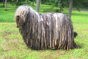 bavarian sheepdog