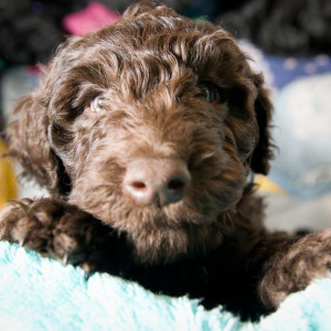 barbet puppy