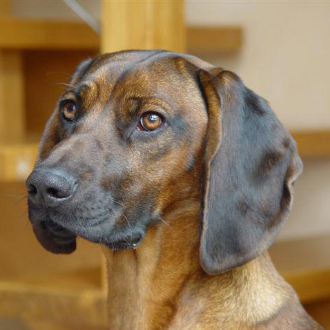 Bavarian Mountain Hound Cute Dog - Pet Paw