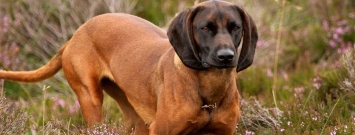 bavarian hunting hound