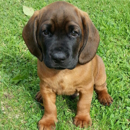Bavarian Mountain Hound puppy - Pet Paw