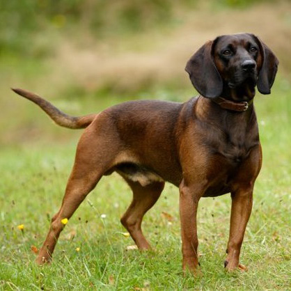 bavarian hunting hound