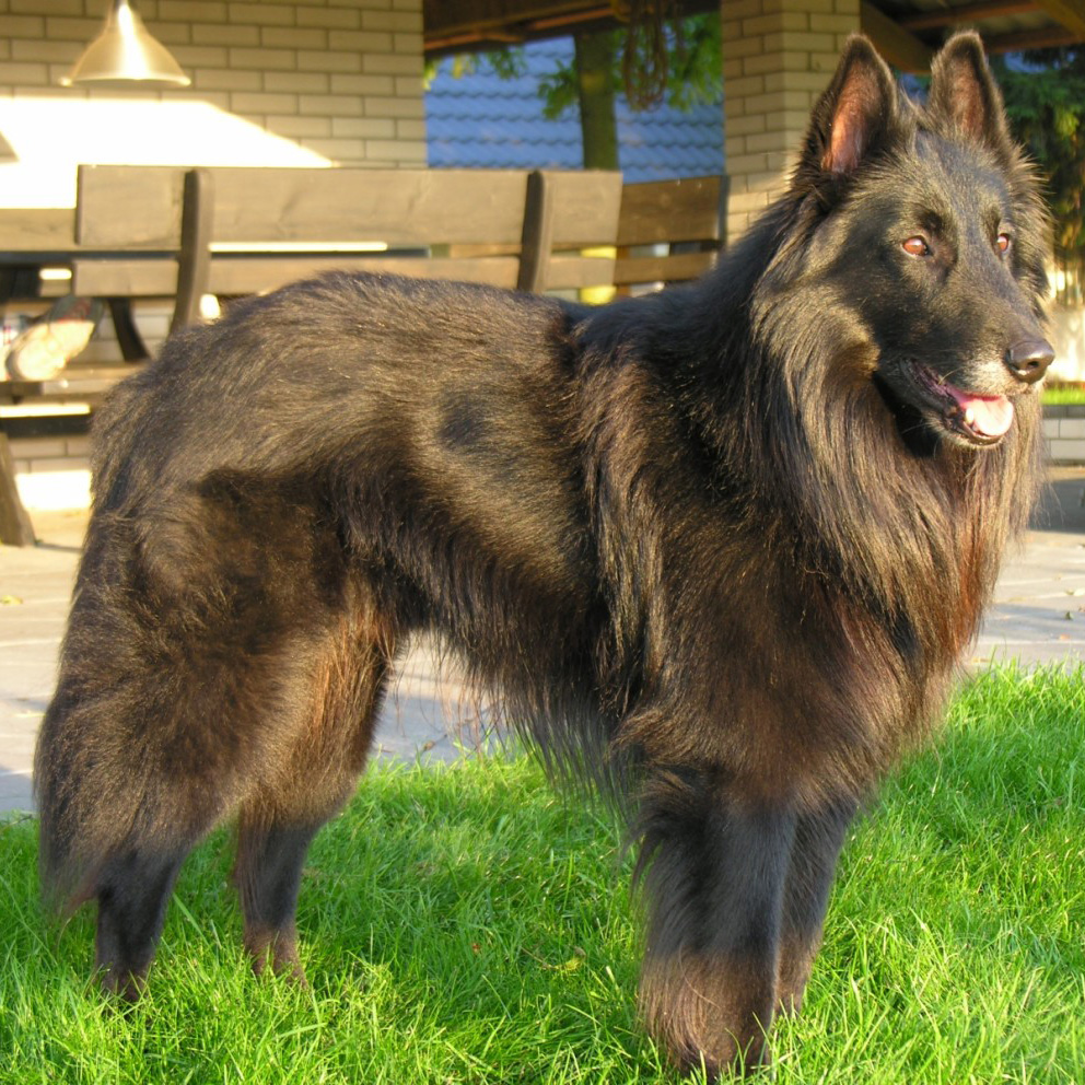 Belgian Shepherd Groenendael Breed Guide Learn About The Belgian