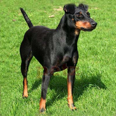 black and tan english toy terrier