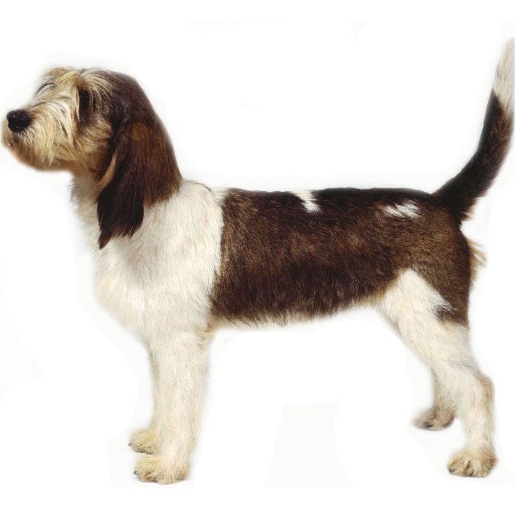 Basset Griffon Vendéen (Grand) Breed Guide - Learn about the Basset ...